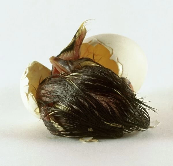 Muscovy duck (Cairina moschata) hatchling beside broken egg shell