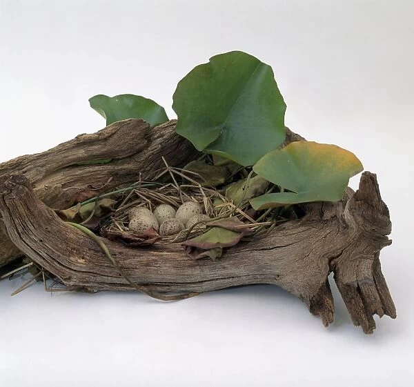 Nest of Purple Swamphen (Porphyrio porphyrio) eggs protected by driftwood and waterlily leaves