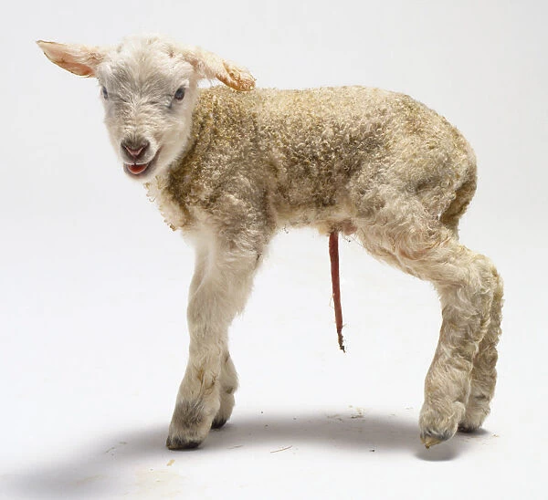 Newborn lamb, four hours old, woolly cream coloured coat, umbilical cord hanging beneath underbelly, slightly bloody ear, mouth open, tongue showing, black and pink nose, standing, looking towards camera, side view