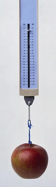 A Newtonmeter measuring the force of gravity on an apple suspended from the spring scale, front view
