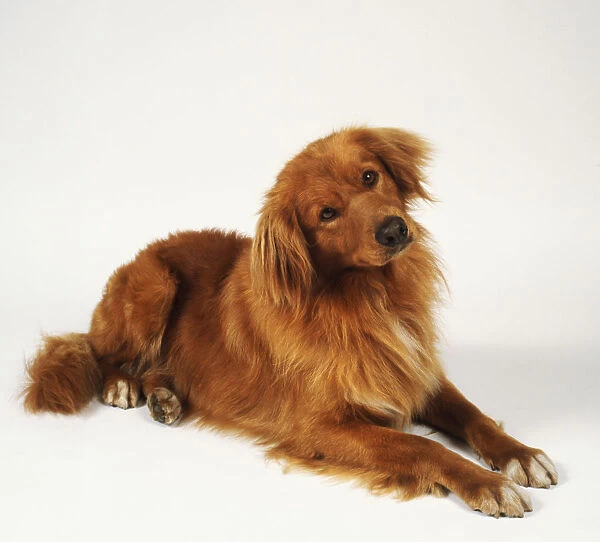 Nova scotia duck tolling retriever lies comfortably with its head tilted slightly to one side