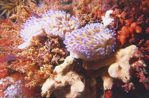 Nudibranch or Sea Slug on the Ocean Floor