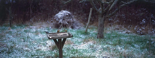 Nuthatch, Sitta europaea, and Blue Tits, Parus caeruleus, feeding on nuts and seeds from traditional wooden bird-table, winter