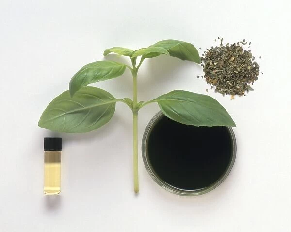 Ocimum basilicum (Basil), fresh leaves, essential oil in phial, dried leaves, and dark juice in petri dish