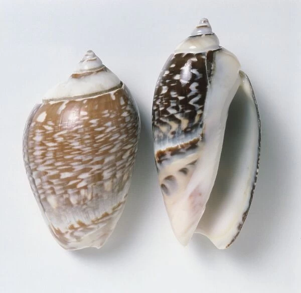 Olivancillaria gibbosa, overhead and underside view of Swollen Olive Shell, short spire, ovate body whorl, light and dark brown with white spots and squiggles, smooth surface