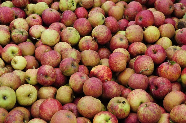 Organic apple crop, close-up