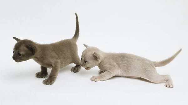 Two Oriental Shorthair kittens (Felis catus), one standing and the other crouching and miaowing, side view