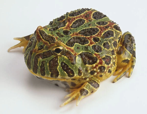 Ornate horned toad, bumpy mottled green, red, and black skin