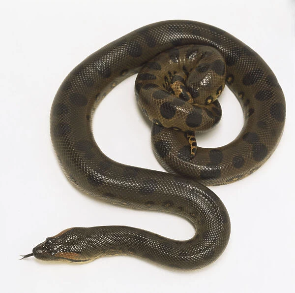 Overhead view of a Green Anaconda with its tail tightly coiled, also showing the dappled markings of the skin. The head shows the eyes and forked tongue emerging from the mouth