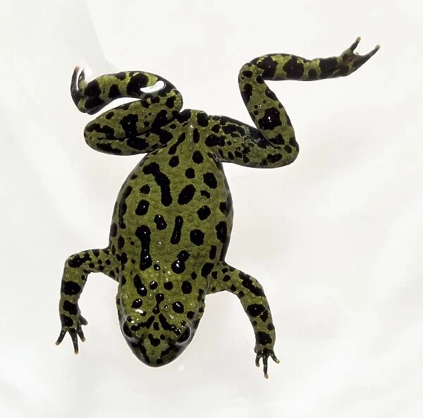 Overhead view of the Oriental Fire-bellied toad, with black spot markings and splayed legs