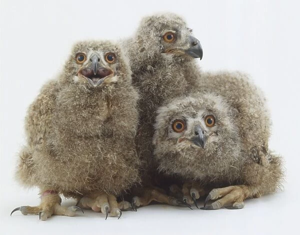 Three owlets, two looking forward while one looks to the side