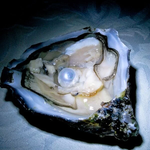 Oyster with Pearl