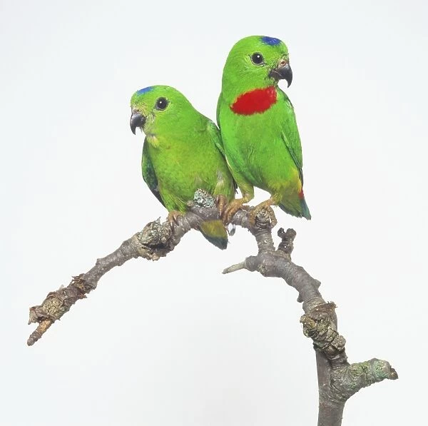 Pair of Blue-crowned Hanging Parrots (Loriculus galgulus) perching side by side on a branch, front view