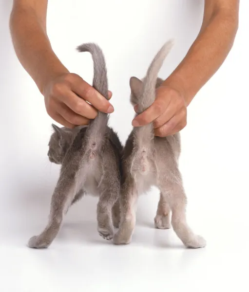 Male and female sales kittens