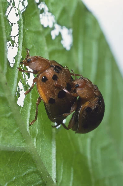 Pair of Mexican Bean Beetles (Epilachna varivestis), in process of mating on leaf, close up, front and side view
