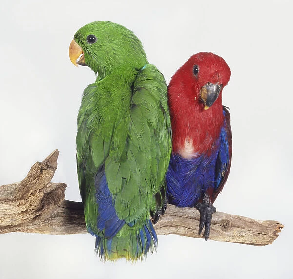 Pair of young Eclectus Parrots, green and blue male and red and blue female, side by side on branch facing in different directions