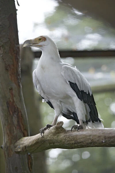 Palm Nut Vulture (Gypohierax angolensis) perching on branch
