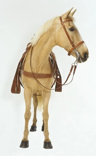Palomino horse (Equus caballus) with Western-style bridle and saddle, head turned to left, front view