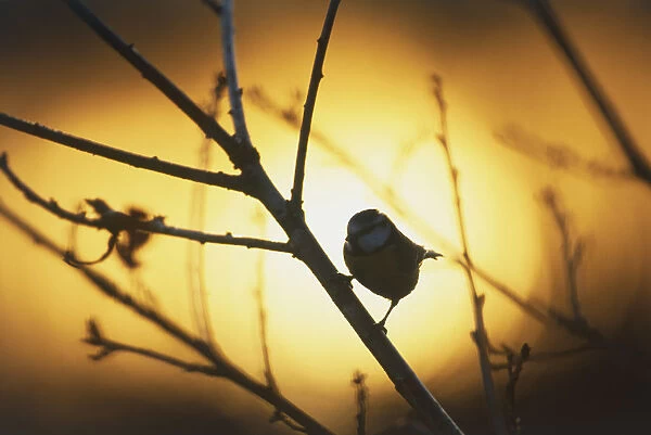 Parus caeruleus, Blue Tit perched on thin branch at sunset
