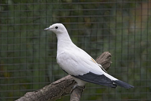 Pied Imperial Pigeon (Ducula bicolor) perching on branch