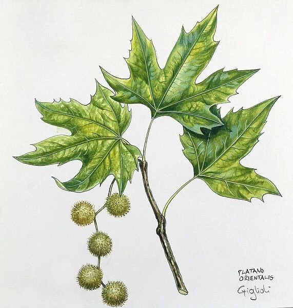 Platanaceae, Leaves and fruits of Oriental Plane Platanus orientalis, illustration