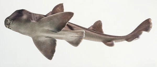 Port Jackson Shark (Heterodontus portusjacksoni) seen from below in water