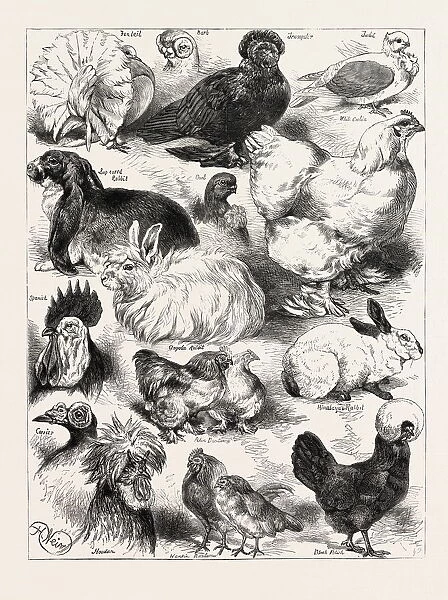 The Poultry, Pigeon, and Rabbit Show at the Crystal Palace, London, Uk; Fantail, Bart