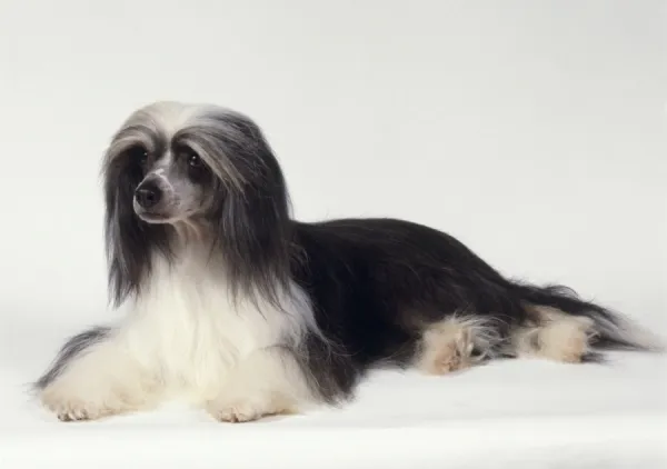 Powder puff: Black and white Chinese Crested Powderpuff dog lying down