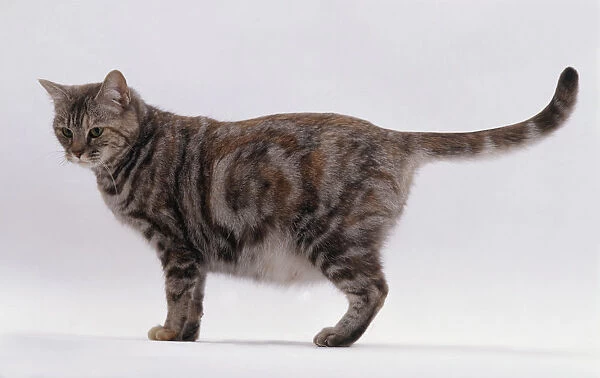 Pregnant tortie-tabby cat