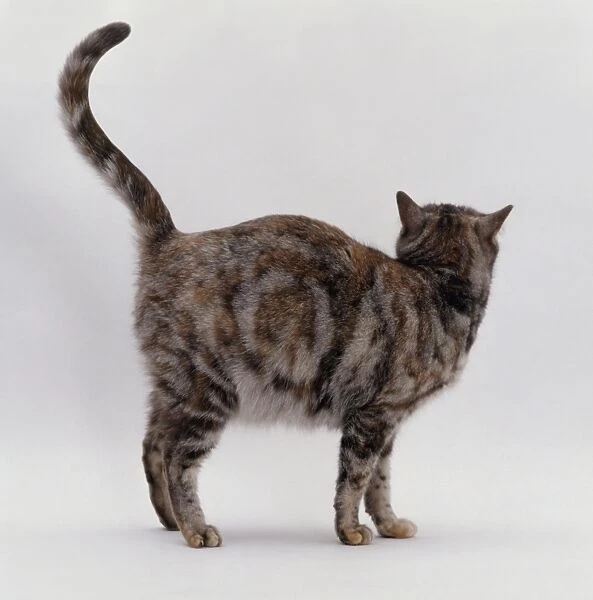 Pregnant tortie-tabby cat showing natural coat pattern