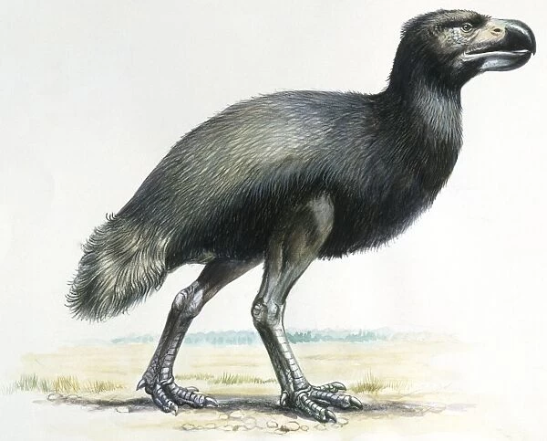 Prehistoric birds, Cenozoic era (Paleocene, Oligocene) #9462539