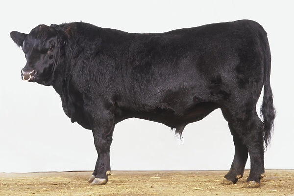 Profile of 20-month-old pure-bred Aberdeen Angus bull by a Canadian sire
