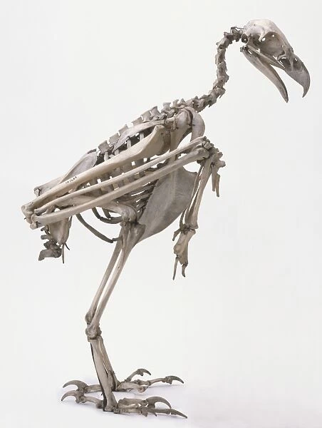 Profile of skeleton of Wedge-tailed Eagle