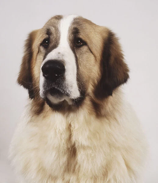 Pyrenean mastiff: head and neck only