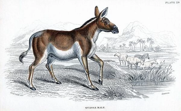 Quagga (Equus quagga)