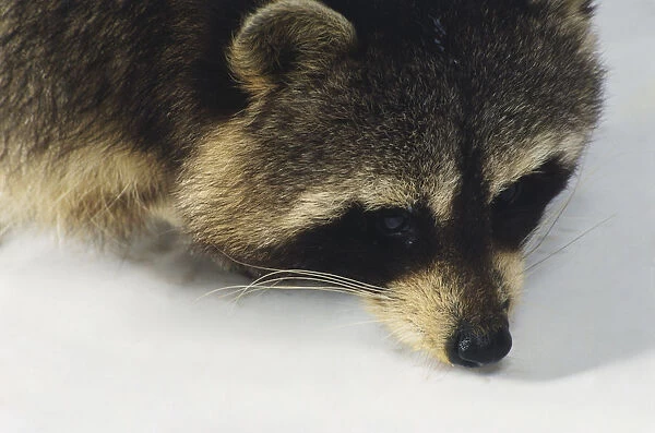 Racoons head, close up
