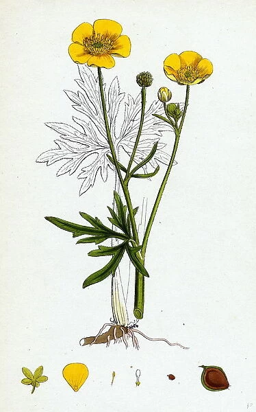 Ranunculus eu-acris, Upright Meadow Crowfoot
