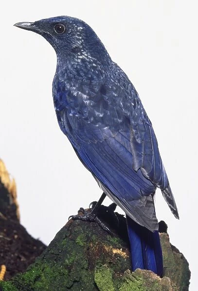 Side  /  rear view of a Blue Whistling Thrush with head in profile, perching on a moss-covered tree stump, with silver-blue feather tips sparkling in the light, tail fanned out, and long wings with black-tipped flight feathers