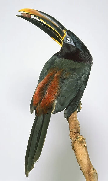 Rear view of a Chestnut-Eared Aracari, Pteroglossus castanotis, perching on a branch, with head in profile showing serrated edges on both mandibles, holding a nut, dull chestnut ear patch revealed at certain angles to the light, long, tapering tail