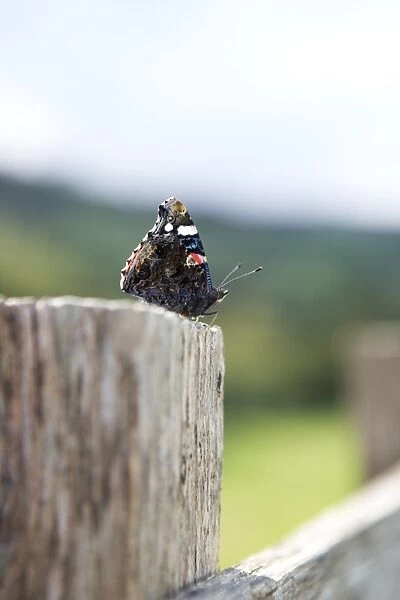 Red Admiral butterfly (Vanessa atalanta) perching on the edge of a fence, preparing