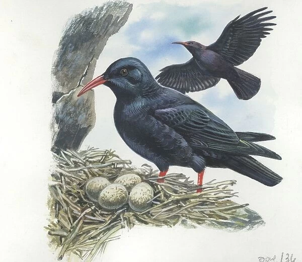 Red-billed Chough Pyrrhocorax pyrrhocorax in nest with eggs, illustration