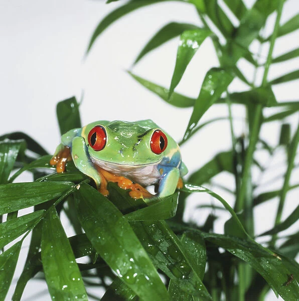 Red-eyed Tree Frog (Agalychnis callidryas) perched on green plant, front view, looking at camera