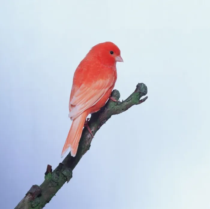 Framed Print : Red Factor Canary Print - Side View Framed Print : Red Factor Canary Print - Side View