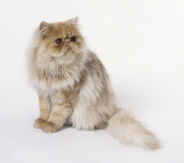 Red Shaded Cameo Persian longhaired cat with small ears, round paws and bushy tail, sitting