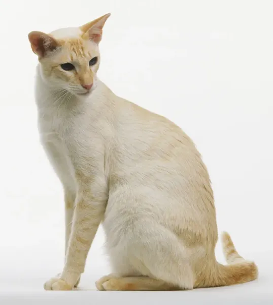 Prints of Red Tabby Point Siamese cat