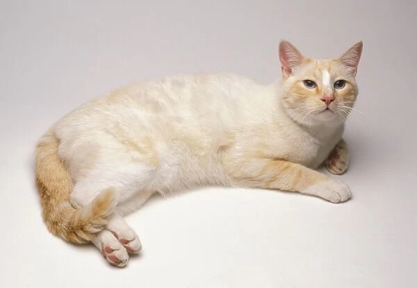 Red and white van tabby American shorthair cat, looking up