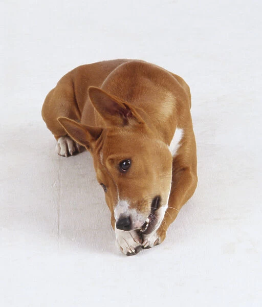 A reddish brown basenji dog with pricked up ears chews on a toy or bone while lying down