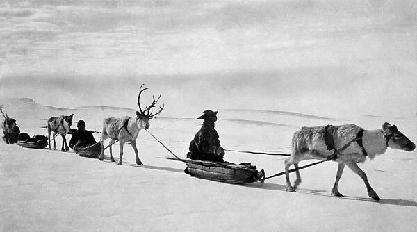 Reindeer Pulling Sleds. Lapland. Finland