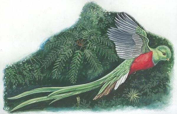 Resplendent Quetzal Pharomachrus mocinno, illustration