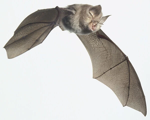 Rhinolophus hipposideros (lesser horseshoe bat). Family rhinolophidae. Flying horseshoe bat